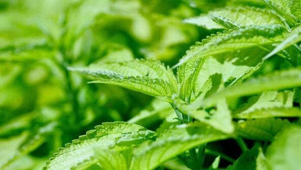 Varicose nettle